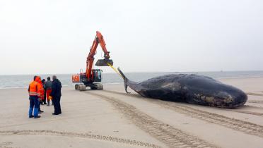 Toter Wal wird von Bagger in Strandnähe gezogen