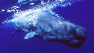 Pottwal unter Wasser