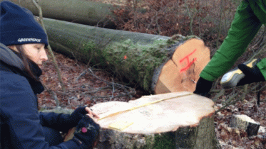 Greenpeace-Aktivisten dokumentieren den Holzeinschlag im Spessart, Dezember 2013