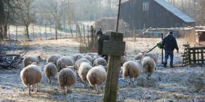 Schafe auf Hof Raußmühle