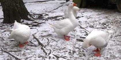 Gänse auf Hof Raußmühle
