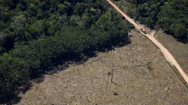 Urwaldzerstörung für die Rinderzucht in Brasilien. August 2008
