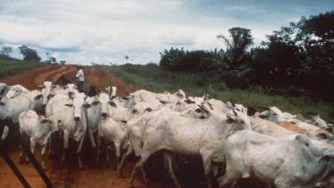 Rinderzucht in Brasilien, Juni 1989