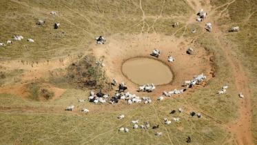Urwaldzerstörung für Rinderzucht in Brasilien, August 2008