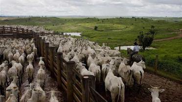 Rinderzucht in Brasilien, Juni 2009