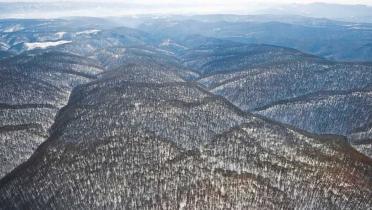 Aus der Vogelperspektive: Abertausende von Bäumen, die sich über eine Gebirgslandschaft verteilen, zwischendrin Schneeflecken