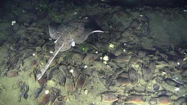 Rochenbrutstätte am Grund des Zhemchug Canyon, Beringsee 2012