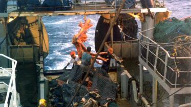 Rote Tiefseekoralle in Neuseeland als Beifang. Juni 2003