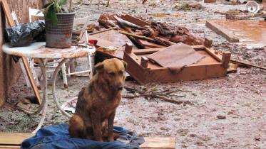 Hund sitzt in giftigem Rotschlamm in Dorf nahe Ajkai, im Oktober 2010.