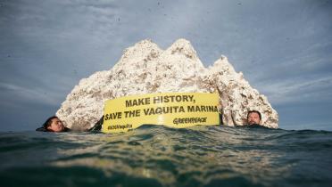Greenpeace-Banner fordert Vaquita-Schutz