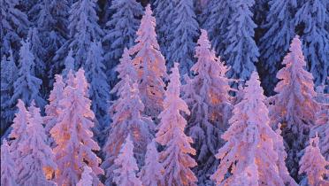 Zauberhafte Wintereindrücke aus dem Schwarzwald