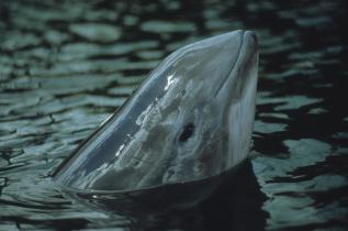 Schweinswale sind eher scheu. Ab und zu taucht überraschend einer auf, wie hier in Kerteminde/Dänemark 