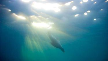 Seelöwe in Mexiko: Dokumentation für Meeresschutzgebiet. Januar 2000
