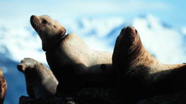 Seelöwen sitzen auf ölverschmierten Felsen nach Öltanker Exxon Valdez Katastrophe in Alaska. März 1989