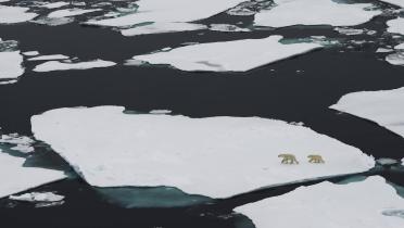 Eisbären auf Eisscholle