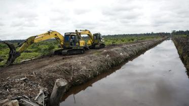 Regenwaldzerstörung in Indonesien 03/19/2008