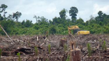 Beweisfotos: Urwaldzerstörung in Kalimantan 03/21/2010