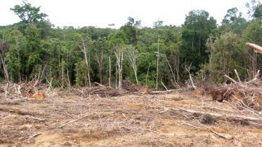Von PT. BAT gerodeter Regenwald in Kalimantan 03/21/2010