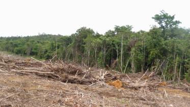 Beweisfotos: Die Tochtergesellschaft PT. BAT von Sinar Mas rodet weiter den Regenwald in Kalimantan 03/21/2010