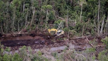 Sinar Mas lässt weiterhin den Regenwald roden, hier in Ketapang 07/05/2010