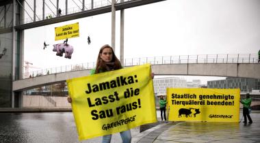 Greenpeace-Kletterer mit aufblasbarem Schwein an Brücke im Berliner Regierungsviertel