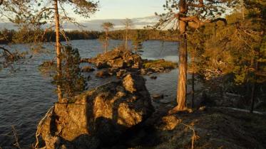 Urwald in Finnland in der Region um den Inari See im September 2009