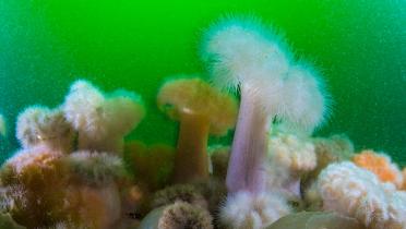 Bewachsener Stein unter Wasser