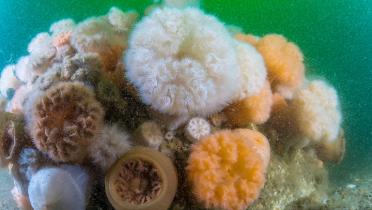 Bewachsener Stein unter Wasser