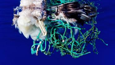 Toter Seevogel in einem Fischernetz