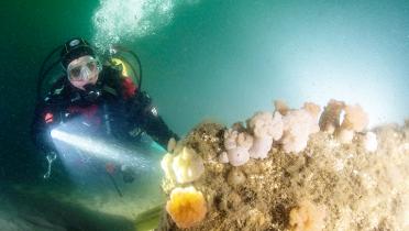 Taucher mit bewachsenem Stein