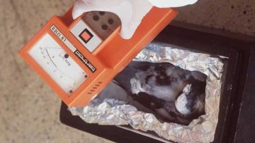 Untersuchung toter Tauben aus Sellafield, Juni 1998