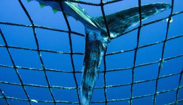Blauflossen Thunfisch in einem Transportkäfig, Juni 2006