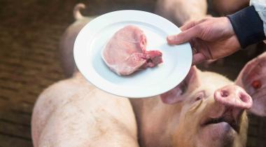 Symbolfoto für Fleisch: Schnitzel auf Teller in einem Schweinestall.