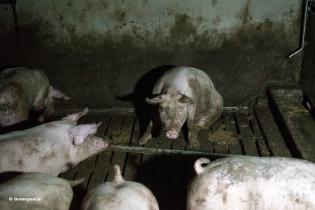 Die Missstände in landwirtschaftlicher Tierhaltung und Fleischverarbeitung müssen enden