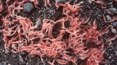 Toter Krill, angespült auf der "King George Insel" in der Antarktis. Oktober 1989