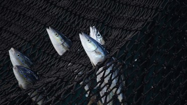 Thunfische im indischen Ozean, April 2013