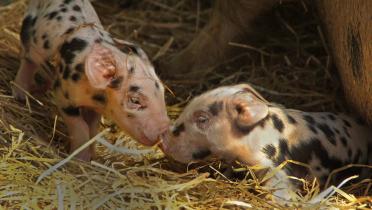 2 Baby-Turopolje-Schweinchen