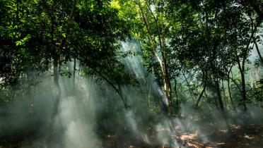 Urwald im Amazonas-Gebiet