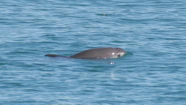 Vaquita
