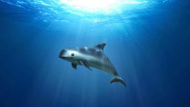 Vaquita-Illustration