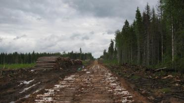 Industrielle Abholzung in der russischen Taiga