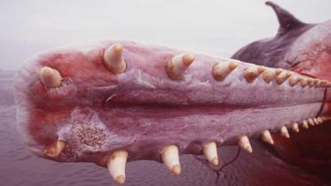 Toter Pottwal am Strand von Norderney, zu sehen Kiefer mit Zähnen. Dezember 2003