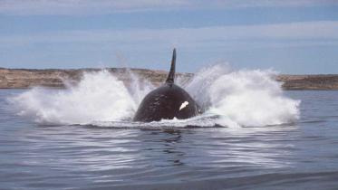 Ein Schwertwal vor der Küste. Juni 1993