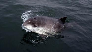 Schweinswale schwimmen in der Ostsee