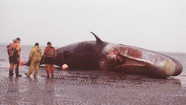 Gestrandeter Wal in Norderney mit drei Aktivisten