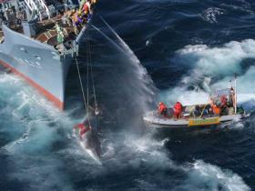 Aktion gegen japanische Walfänger