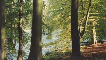 Buchen am Sumpf in Schorfheide Chorin. Juni 2001