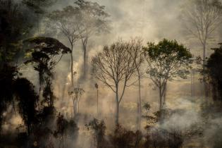Brennende Bäume im Amazonas