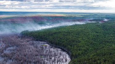 Verbrannter Wald in Sibirien 2020