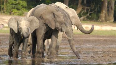 Waldelefanten im Dzanga Sangha Nationalpark, Kongobecken, Zentralafrikanische Republik.